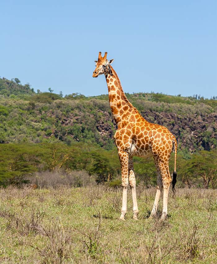 تور کیپ تاون + سان سیتی + ژوهانسبورگ